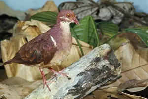 Ruddy Quail Dove