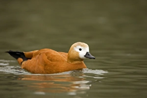 Images Dated 9th February 2007: Ruddy Shelduck