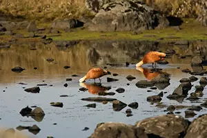 Ruddy Shelduck. Bale Mountains - Ethiopia