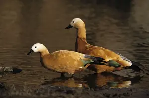 Ruddy Shelduck - two At Malik lake, Ranthambhor National Park, India