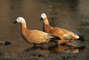 Shelducks Prints: Ruddy Shelduck Ranthambhor National Park, India
