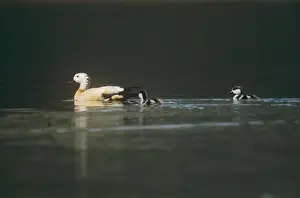 Ruddy Shelduck - swimming with its chicks - Tso Morari - Ladakh India