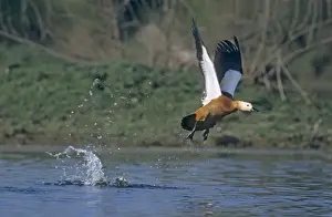 Ruddy Shelduck taking - off, Keoladeo National Park, India