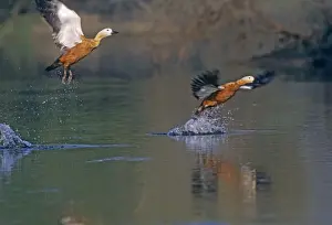 Ruddy Shelducks taking - off, Keoladeo National Park, India