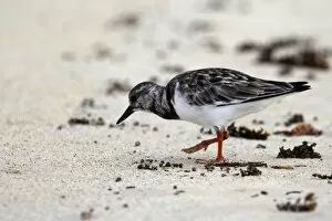 Images Dated 18th April 2005: Ruddy Turnstone