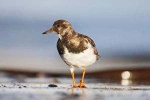 Images Dated 3rd December 2008: Ruddy Turnstone
