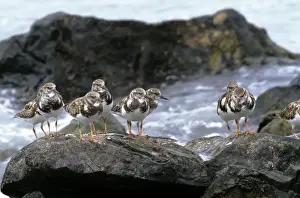 Ruddy Turnstone