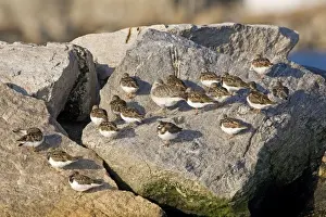 Turnstones Prints: Ruddy Turnstone, Arenaria interpres in winter with Black-bellied Plover. November in CT