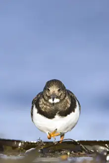 Turnstones Prints: (Ruddy) Turnstone Face-on image of bird walking among seaweed. South Gare, Cleveland. UK
