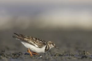 Images Dated 21st March 2006: Ruddy Turnstone - hunting for food, Estero Lagoon, florida, USA BI002069