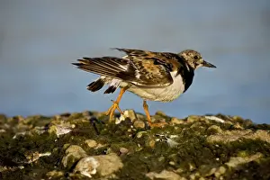 Turnstones Prints: Ruddy Turnstone - Found mainly on rocky shores and on beaches - Uses short upturned bill to flip over rocks