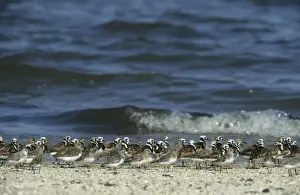Turnstones Prints: Ruddy Turnstone & Sanderling (Calidris alba) New Jersey, USA BI006869