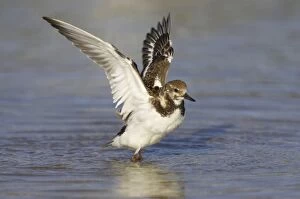 Ruddy Turnstone - wing flap after washing