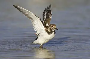 Lagoons Prints: Ruddy Turnstone - wing flap after washing, Estero Lagoon, florida, USA BI002067