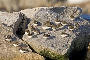 Images Dated 10th November 2008: Ruddy Turnstone, in winter with Black-bellied Plover