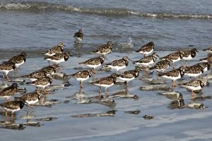 Ruddy TURNSTONES - Flock on shore