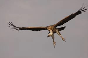 Images Dated 9th February 2011: Rueppell's Griffon Vulture - in flight - Serengeti - Tanzania