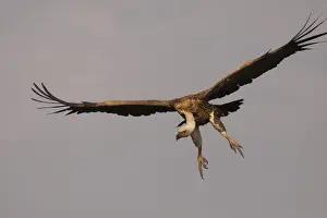 Rueppell's Griffon Vulture - in flight - Serengeti - Tanzania