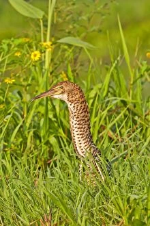 Images Dated 10th October 2014: Rufescent Tiger Heron immature Pantanal area Mato