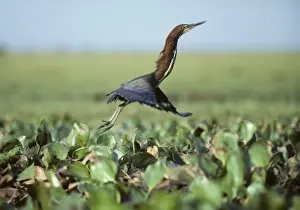 Rufesent Tiger Heron - Leaping from Marsh Llanos, Orinoco Delta, Venezuela BI002411