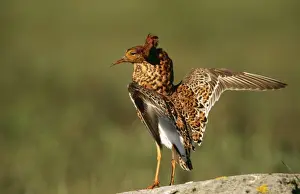 Leks Prints: Ruff CAN 1339 Male on Lek, Sweden. Philomachus pugnax © John Cancalosi / ARDEA LONDON
