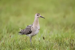 Ruff Prints: Ruff - female - autumn - UK