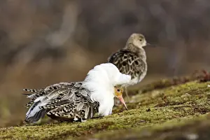 Ruff Prints: Ruff - female with male in breeding plumage. Varanger - Norway