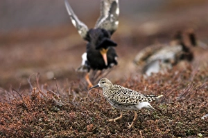 Ruff - Male displaying