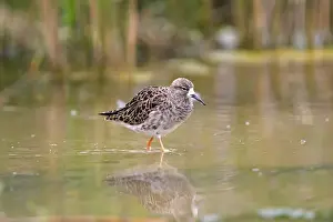 Ruff Prints: Ruff - Female. Pensthorpe - Norfolk - UK