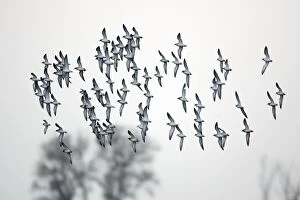 Ruff - flock in flight