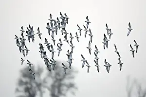 Ruff Prints: Ruff- flock in flight, Neusiedler See NP, Austria