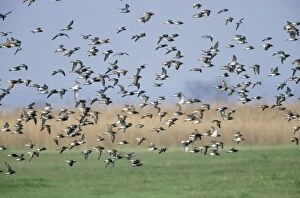 RUFF - Flock migrating north in spring