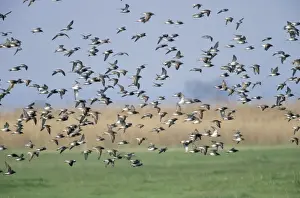 Ruff Prints: Ruff - flock migrating north in spring