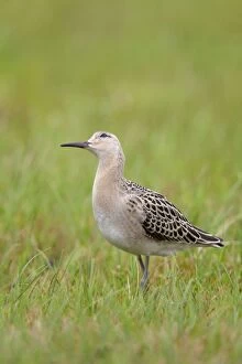 Images Dated 23rd August 2008: Ruff - juvenile - autumn - looking for danger - UK