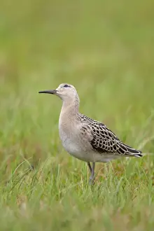 Watch Prints: Ruff - juvenile - autumn - looking for danger - UK