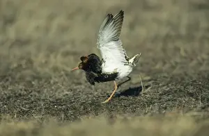 Leks Prints: Ruff - Lek male wing flutter Finland BI006841