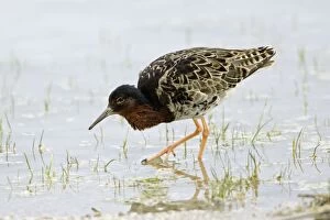 Images Dated 16th April 2006: Ruff- male bird feeding in lake, Neusiedler See NP, Austria