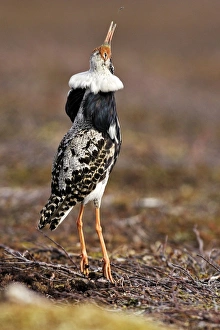 Images Dated 3rd June 2007: Ruff - male in breeding plumage eating mosquitoes. Varanger - Norway
