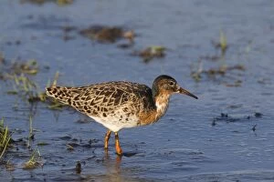 Images Dated 2nd May 2015: Ruff male in breeding plumage Germany