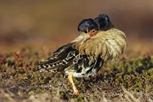 Ruff Prints: Ruff - male in breeding plumage in mating display. Varanger - Norway