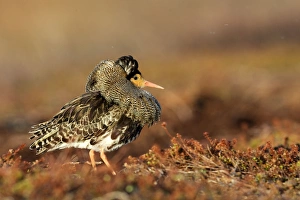 Ruff - Male displaying