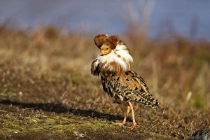 Images Dated 2nd June 2007: Ruff - male in breeding plumage in mating display. Varanger - Norway