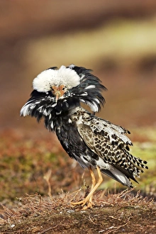 Images Dated 2nd June 2007: Ruff - male in breeding plumage in mating display. Varanger - Norway