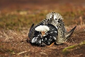 Images Dated 2nd June 2007: Ruff - male in breeding plumage in mating display. Varanger - Norway