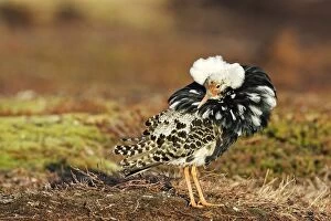 Images Dated 2nd June 2007: Ruff - male in breeding plumage in mating display. Varanger - Norway