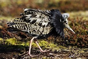 Images Dated 3rd June 2007: Ruff - male in breeding plumage in mating display. Varanger - Norway
