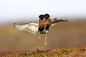 Ruff - male in breeding plumage in mating display. Varanger - Norway