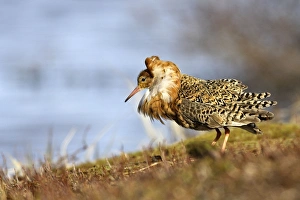 Ruff - Male displaying