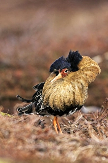 Ruff - Male displaying