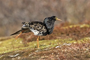 Ruff - Male displaying
